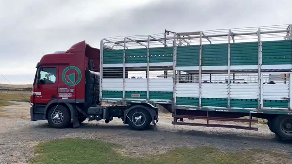 camion ovejas sur