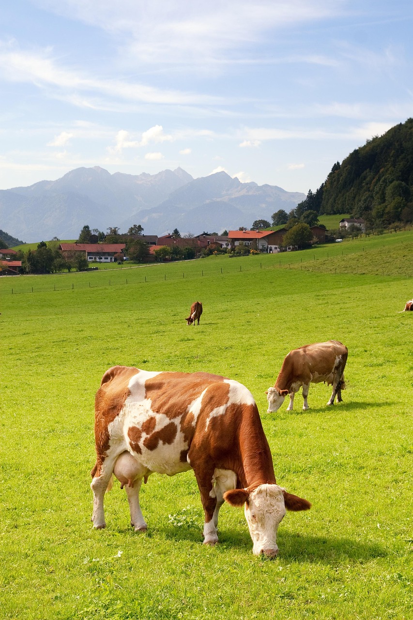 upper bavaria, germany, agriculture, meadow, pasture, summer, bovine, cows, nature, bovine, bovine, bovine, bovine, bovine